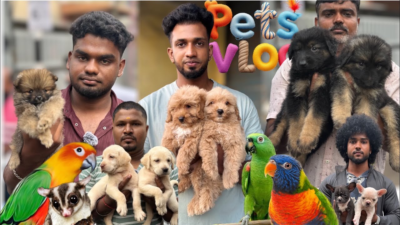 Broadway Sunday Pets Market 2026 | A beautiful Pets Vlog 