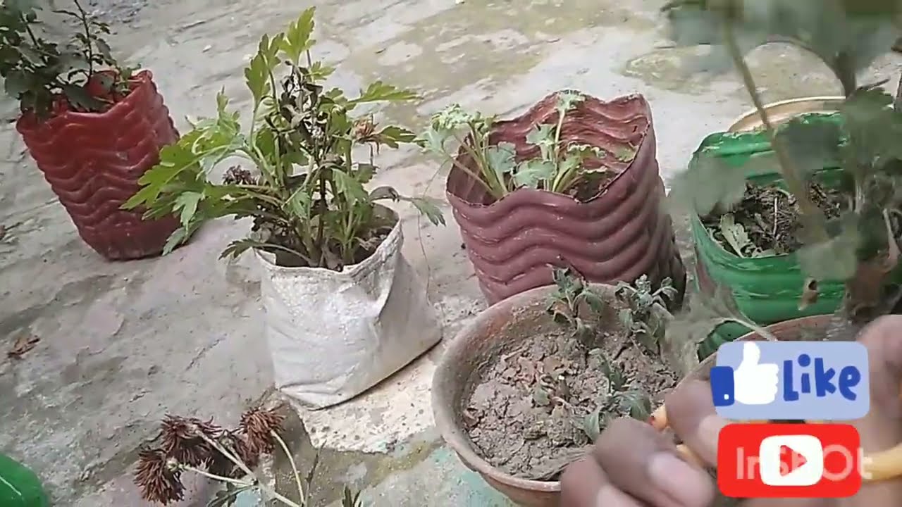 गुलदाउदी प्लांट को नेक्स्ट ईयर के लिए कैसे बचाए ✨🌱✨ 