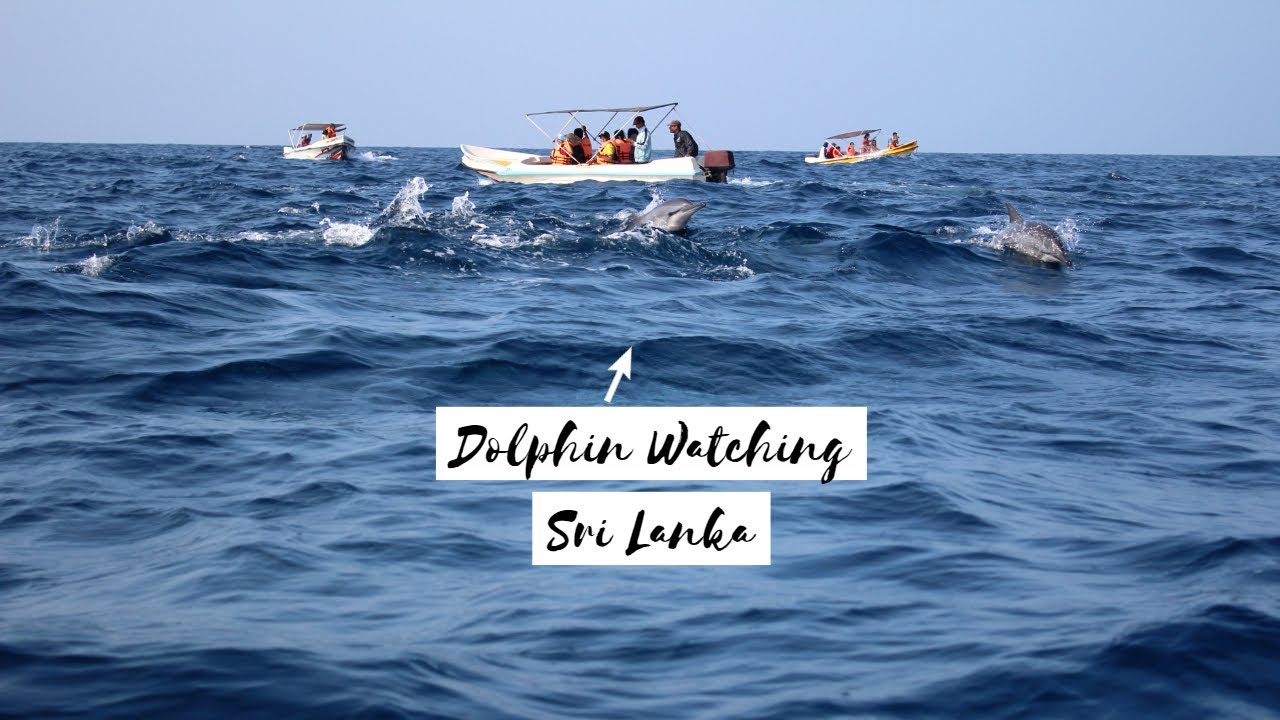 SRI LANKA | Dolphin Watching 🐬 | Where to find dolphins in Sri Lanka?