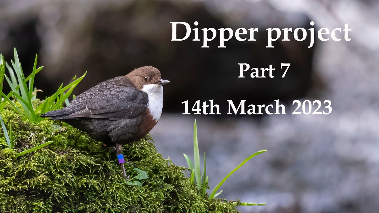 Dipper Project Part 7