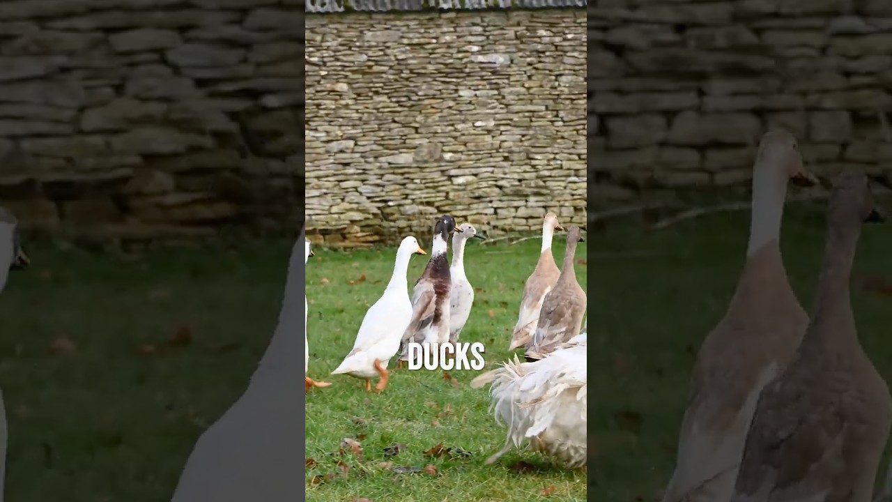 The perfect choice for beginners with birds &ndash; the runner duck! 🦆
