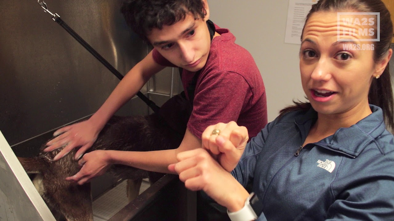 Deaf Teenager A Super Hero For Dogs in Texas - Hope For Dogs | My DoDo