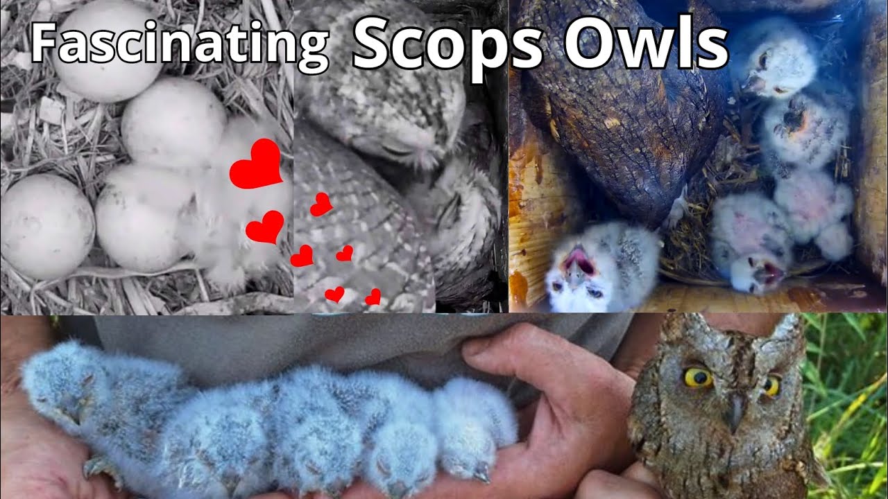 Fascinating Scops Owls' Family 🦉Part 1: 'From Eggs🥚To Owlets 🐣🐥'