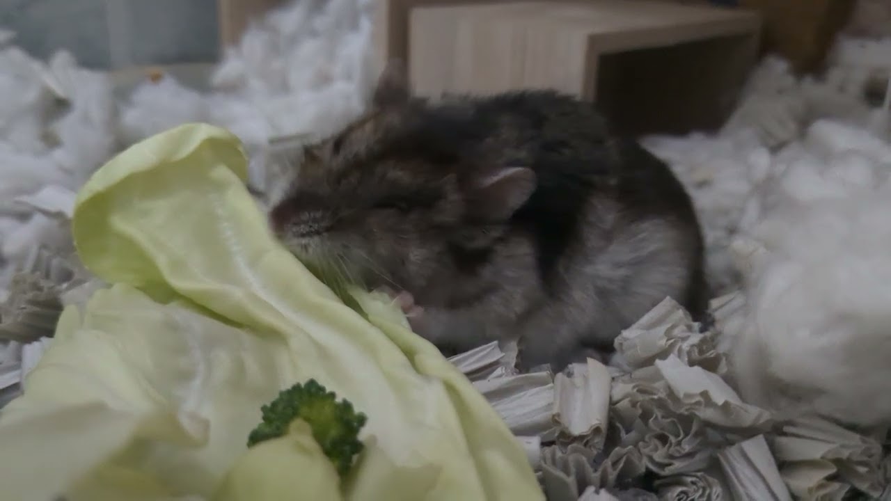 ハムちゃんルーティン！ #ハムスター #hamster 