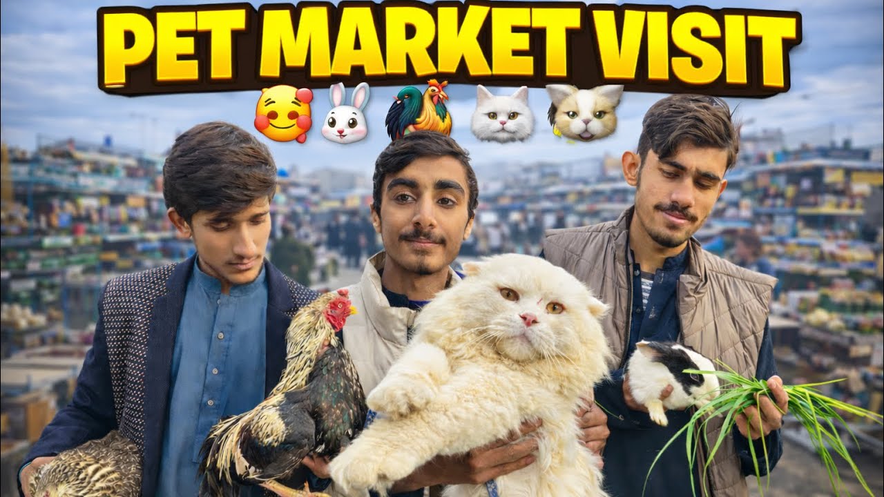 Aaj Hum Ne Persian Cat Li 🐱 | Pet Market Se New Rabbits Le Aaye 🐰 | Full Vlog