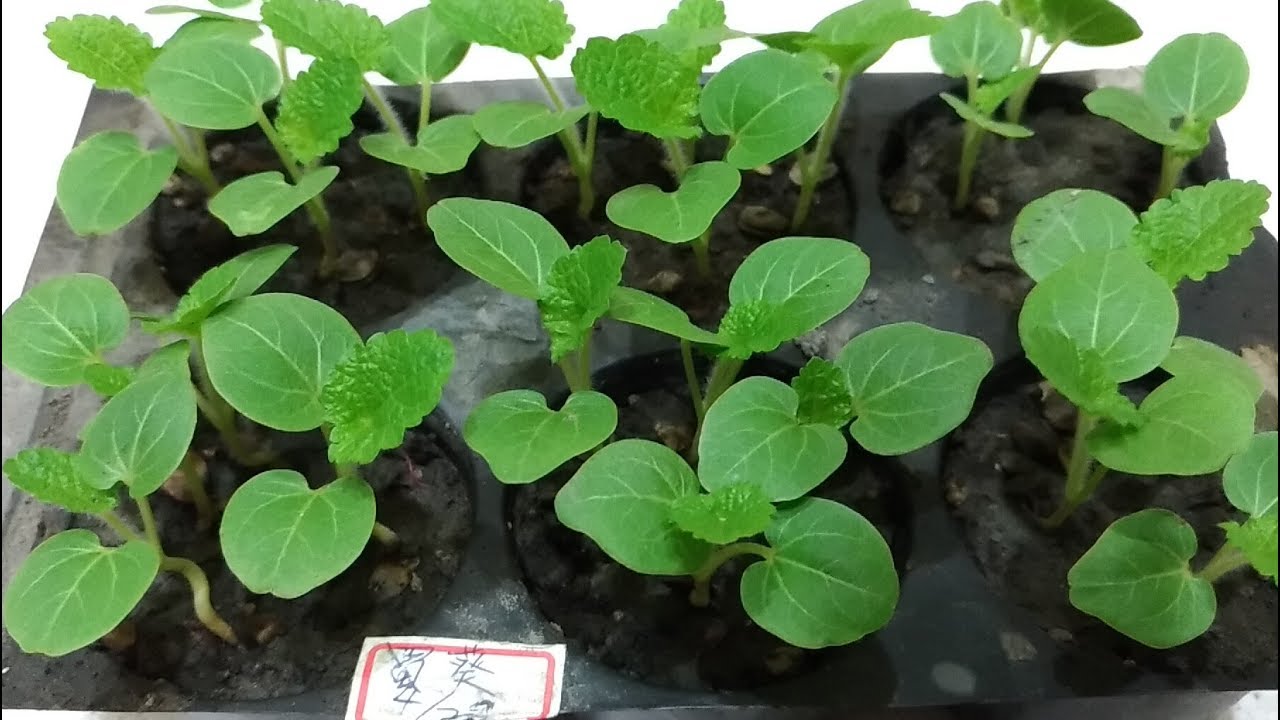 蜀葵種子育苗紀錄(Hollyhock seeds nursery record)