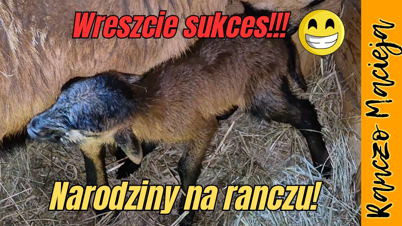 Narodziny na ranczu 😍 wreszcie sukces🤩 #524 [4K]