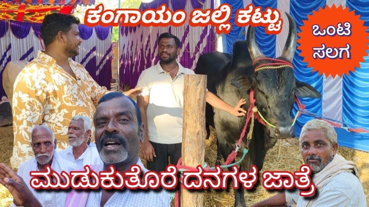 ಮುಡುಕುತೊರೆ ದನಗಳ ಜಾತ್ರೆ ಜೆಲ್ಲಿ ಕಟ್ಟು ಹೋರಿ