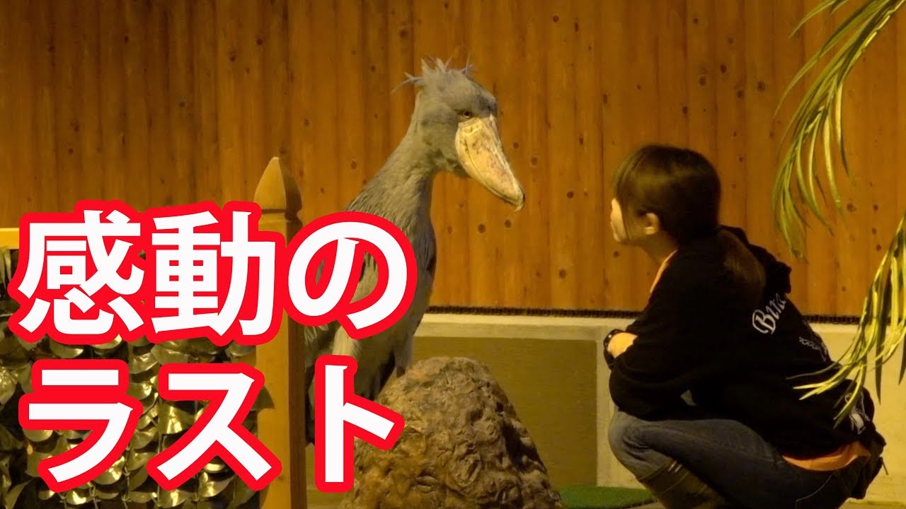 おやすみ、ふたば【12月のふたば25】Shoebill FUTABA
