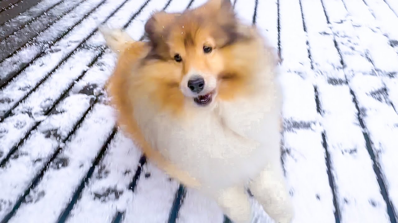 最強寒波到来！なかなか見れない雪が降った日のバイオパークの様子をお届けします。