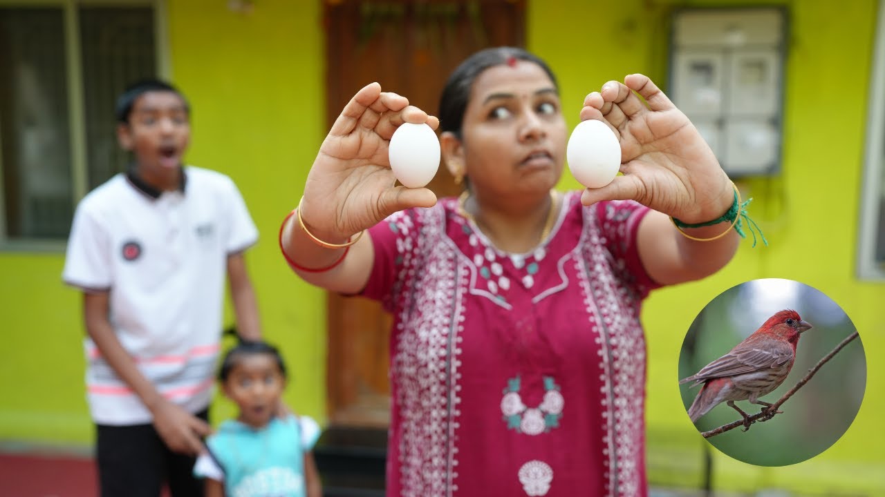 Prank for rakesh Ammu Finches என்ன இவ்ளோ பெரிய முட்டை போட்டு இருக்கு ???