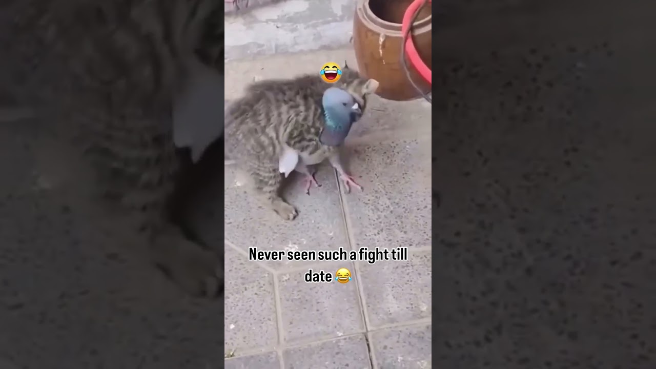 cat and pigeon fight #jungle #fight #funnyvideo