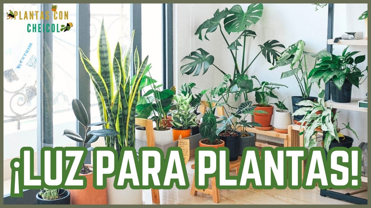 &iquest;Qu&eacute; luz necesita tu planta? &iexcl;APRENDE AQU&Iacute;!