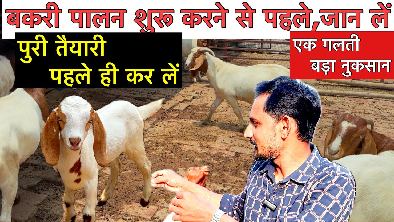 हर एक पल खतरे की ओर बकरी फार्म || कहीं ये गलती आप ना कर दें | Goat Farming | bakri farm #बकरीपालन