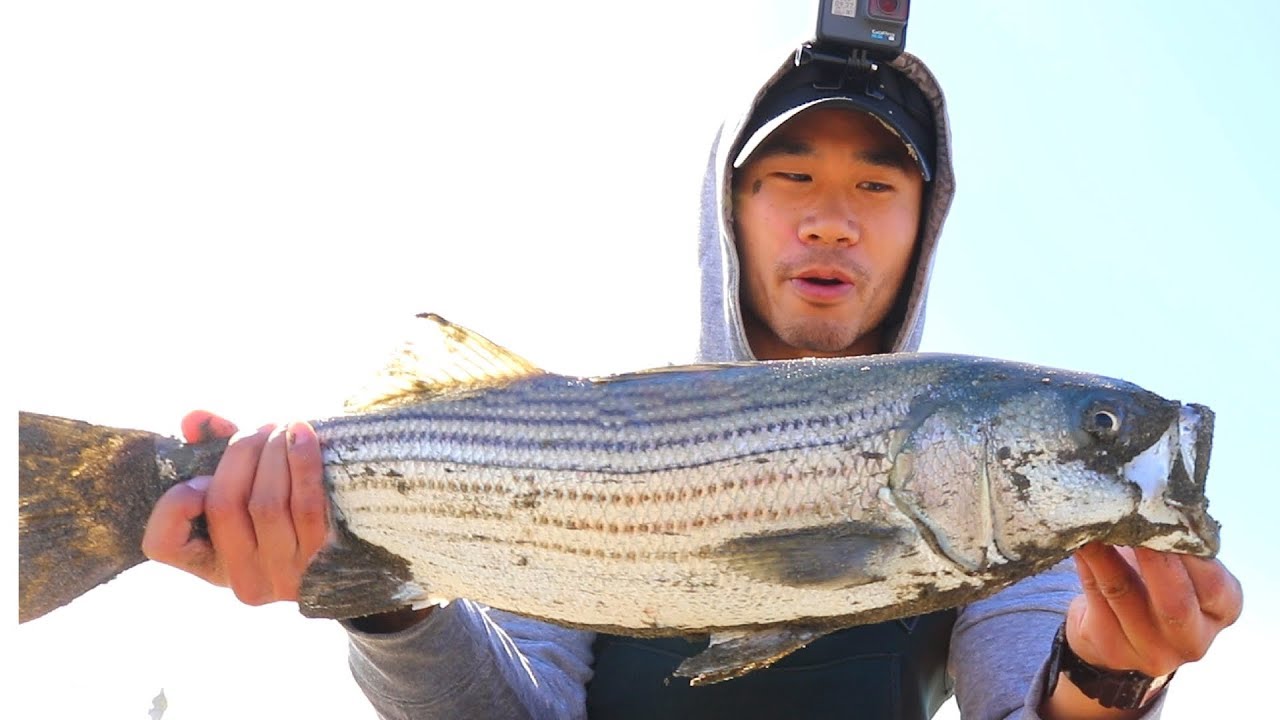 Catch and Cook - Seared WILD Pacific Striped Bass
