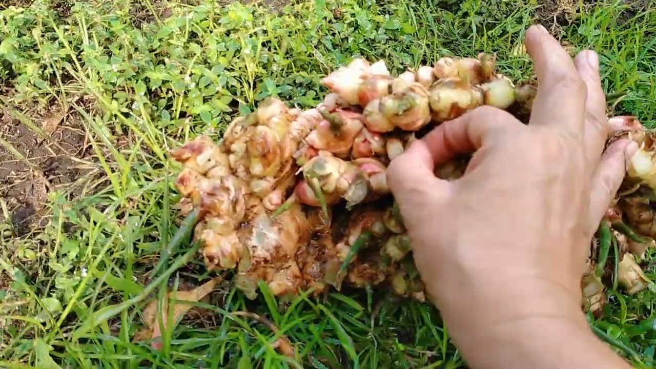 Isang kumpol na luya galing sa ZJC garden #pampaswerte  #fengshui