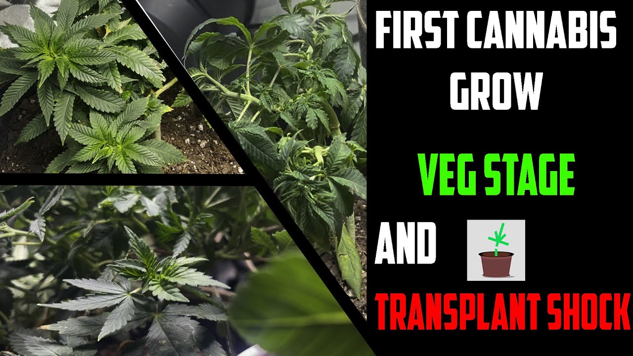 OVERWATERING AND TRANSPLANT SHOCK First Time Grower  (Weeks 6-10) Indoor Cannabis