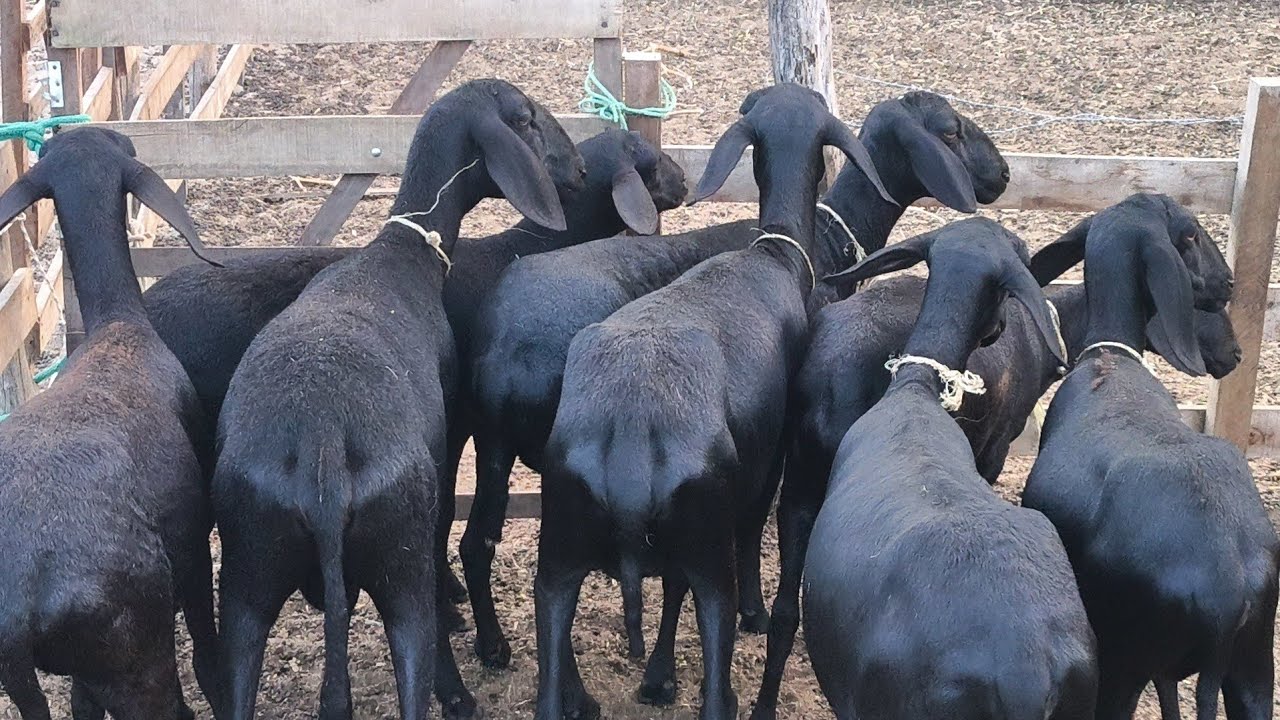 CRIAÇÃO DE OVELHAS SANTA INÊS À VENDA ENTREGA EM VÁRIOS ESTADOS  DE JOEL DO BODE POCINHOS NA PARAIba