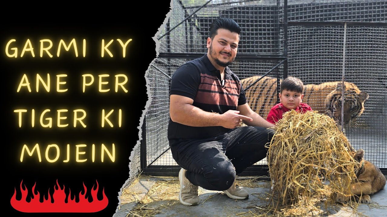 Tiger ko Garmi Lag Gai 🫤 Parali Uthani Parh Gai | Nouman Hassan |