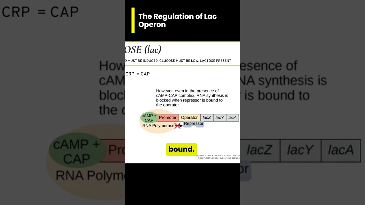 Regulation of the lac operon 🥲🧬