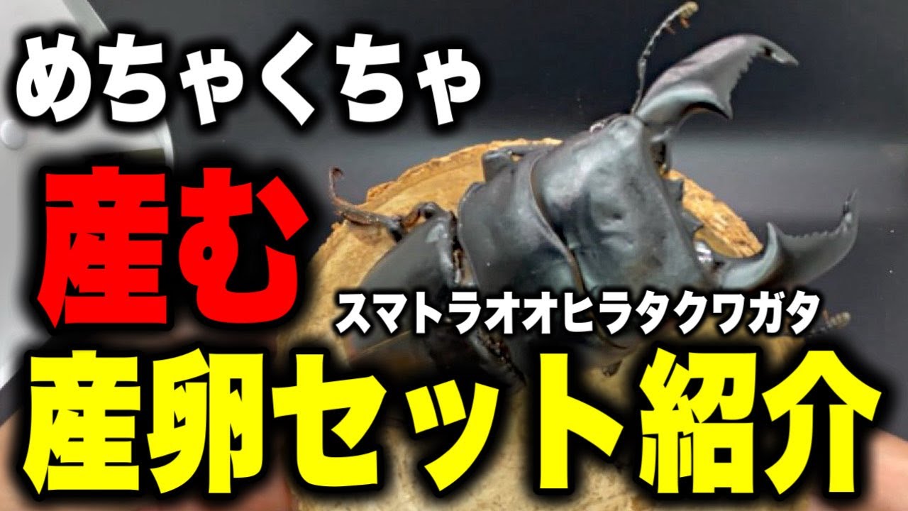 スマトラがめちゃくちゃ産む産卵セットのご紹介！【クワガタ】