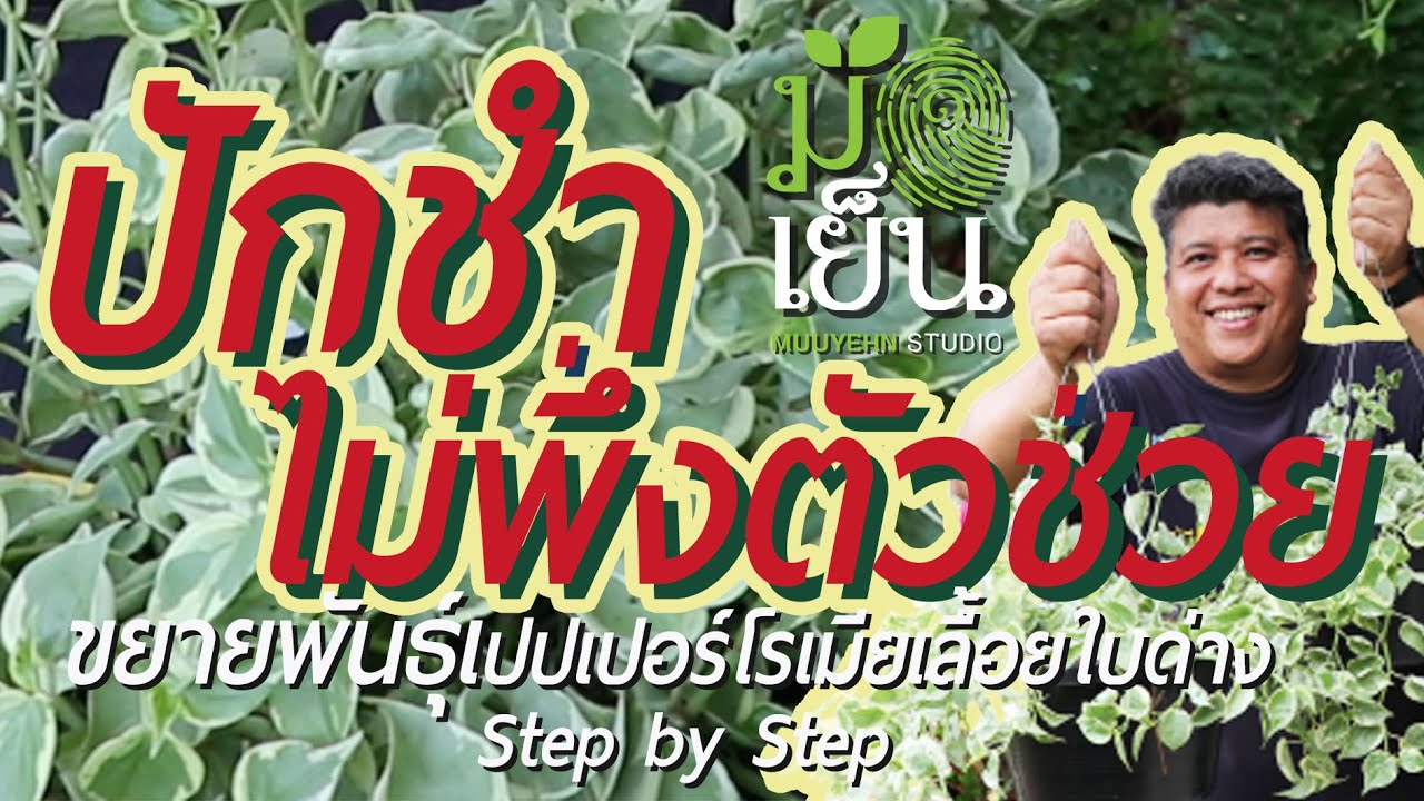 ปักชำ ไม่ใช้ตัวช่วย ฤดูฝนอย่างนี้ กิ่งชำงอกรากดีนักแล เปปเปอร์โรเมียเลื้อยใบด่าง จัดไปยามเย็น