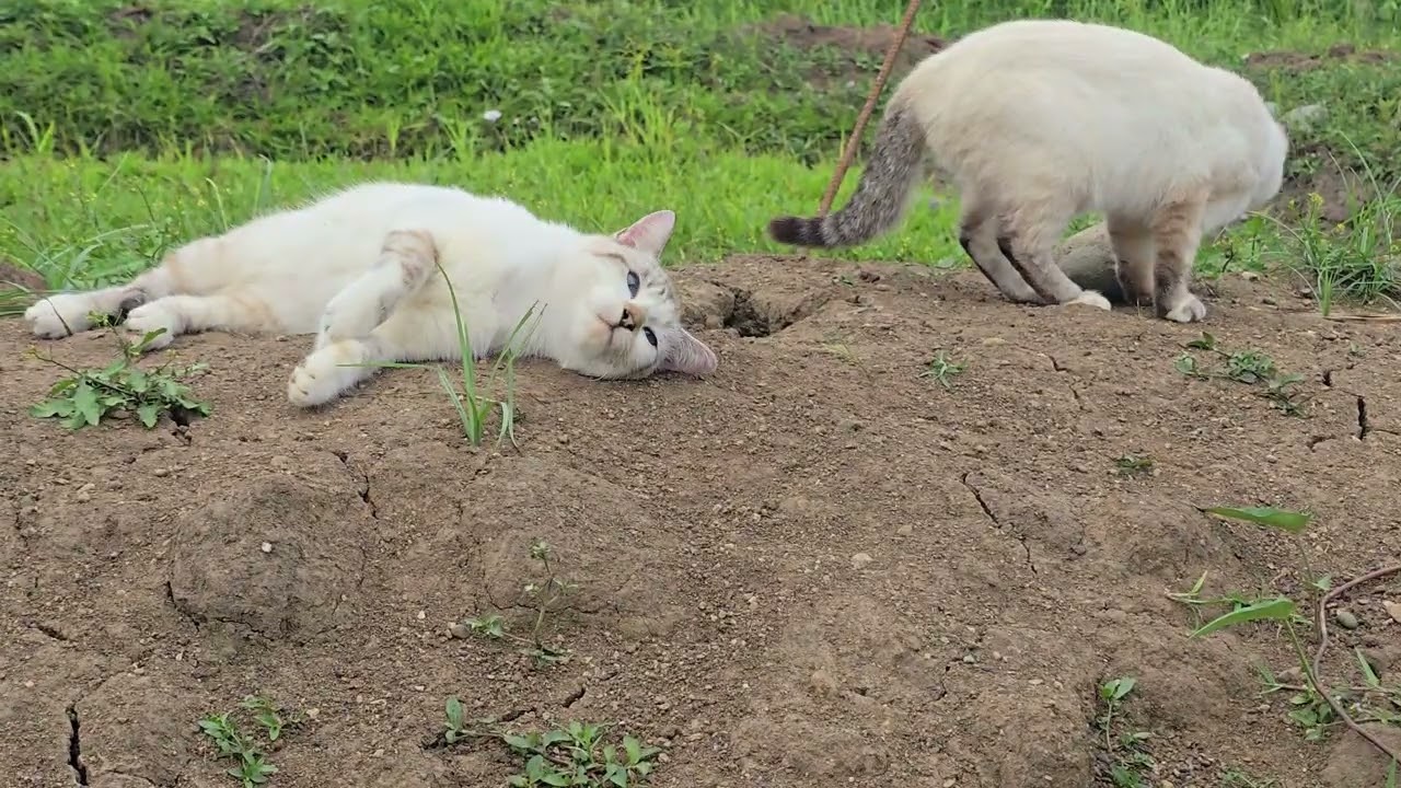 Cute ans lovely cats