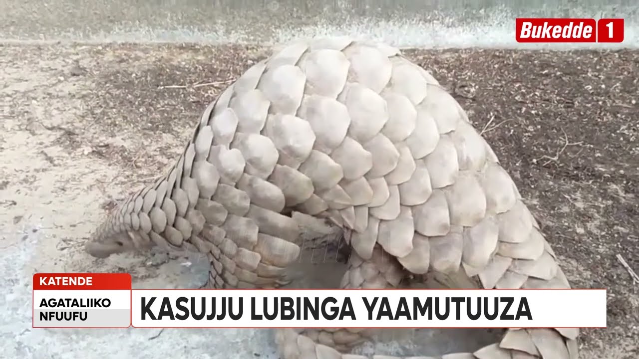 Agataliikonfuufu: Amazaalibwa ga Kabaka.Bibiino ebyafaayo ku kika ky'Olugave.Bwompa akawala ako.....