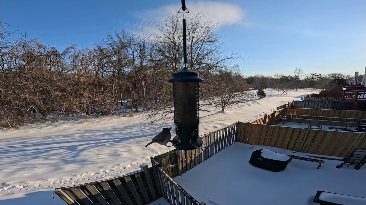 Winter Sunrise at a Backyard Bird Feeder | Real Time Nature Sounds