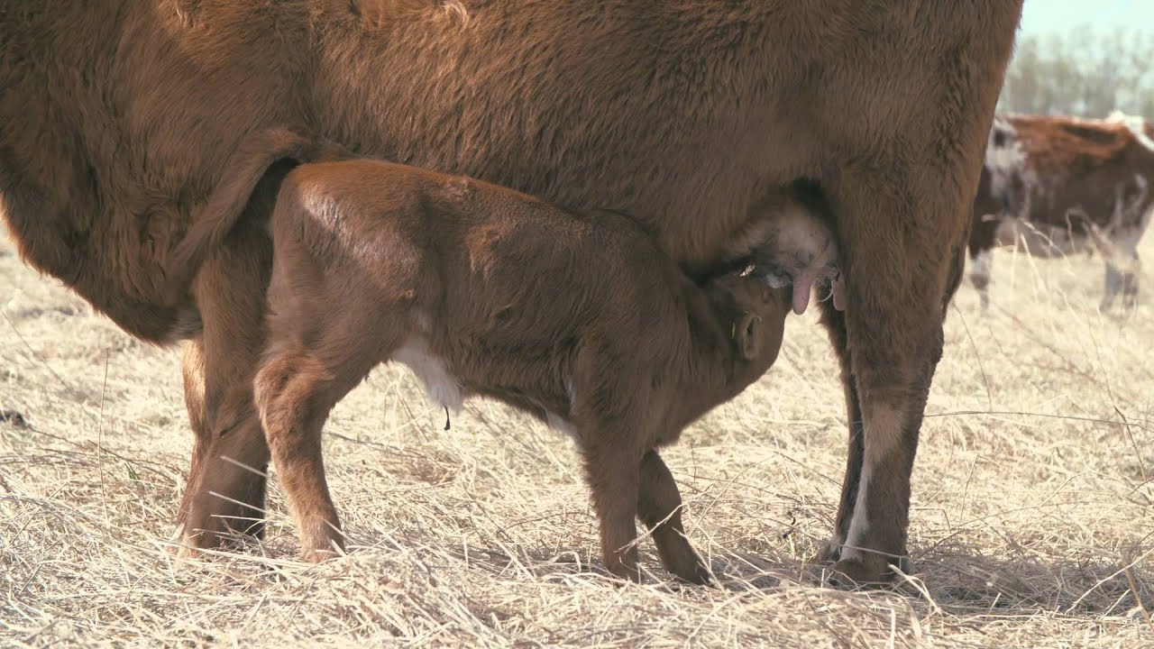 Winter Grazing Systems: Monitoring Feed & Cow Condition