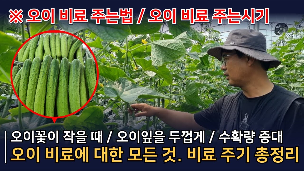 오이 이렇게 키워야 마디마디 주렁주렁. 오이비료주는법.
