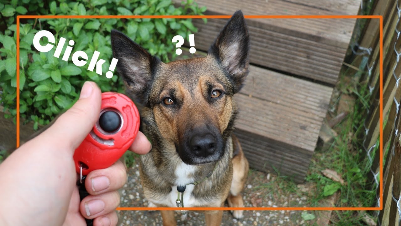 clickertraining | Hoe leer je je hond de clicker aan?