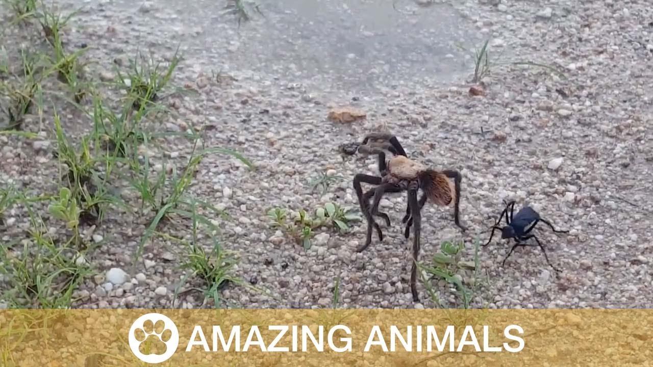 Spider Wasp Attacks Tarantula