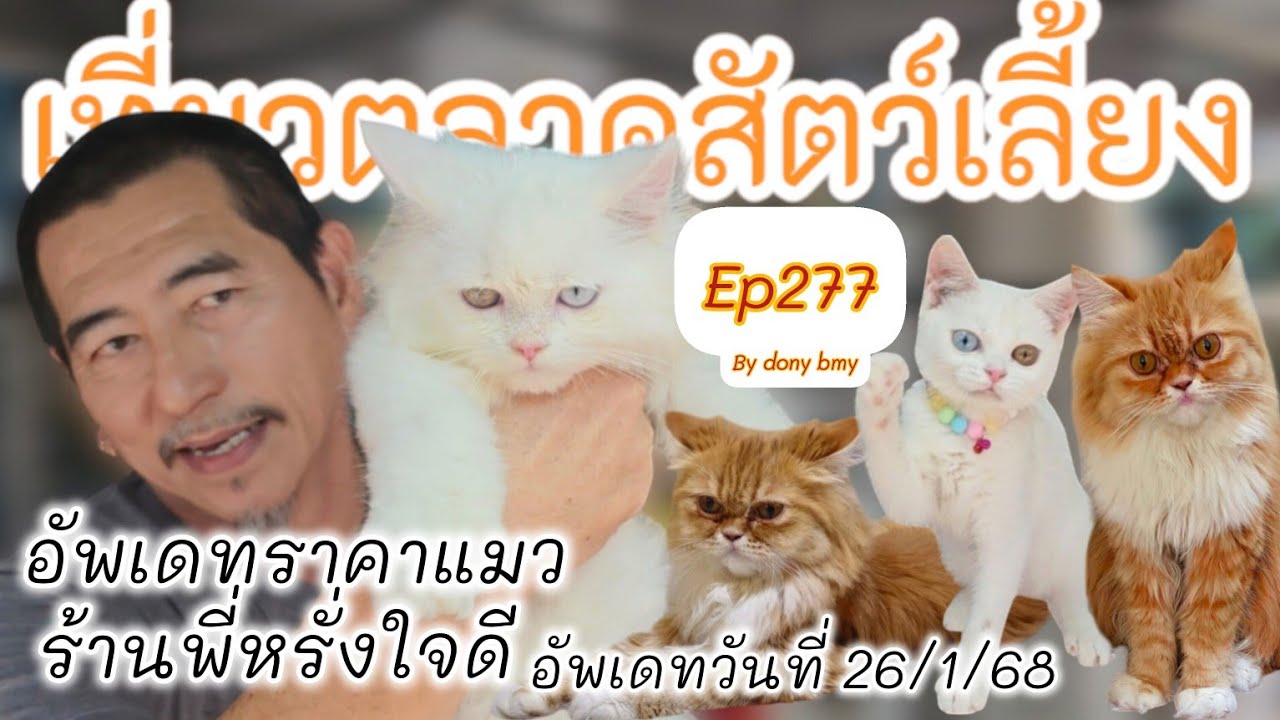 เที่ยวตลาดสัตว์เลี้ยง Ep.277 🐯🐱อัพเดทราคาแมวร้านพี่หรั่ง| #จตุจักร #Chatuchak #แมวน่ารัก #catlover