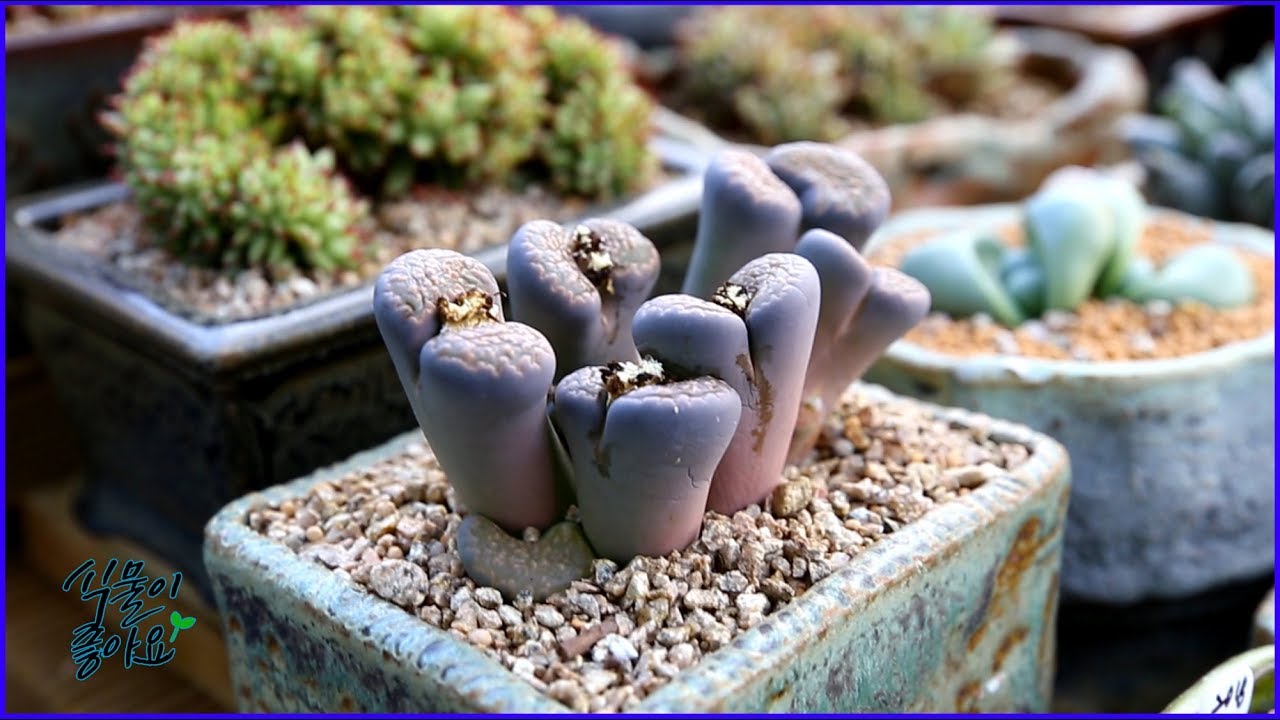 다육식물 리톱스 궁금 한번 해결해보세요(多肉植物, stoneface, Lithops, garden)