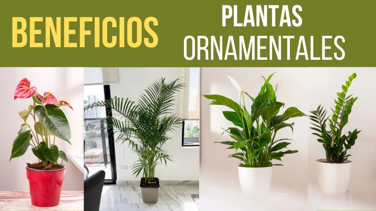 &iexcl;Descubre el PODER de las Plantas Ornamentales para un estilo de vida m&aacute;s saludable!