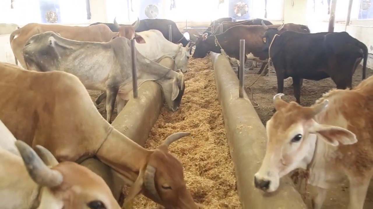 BLIND COWS  (Animal Hospital)