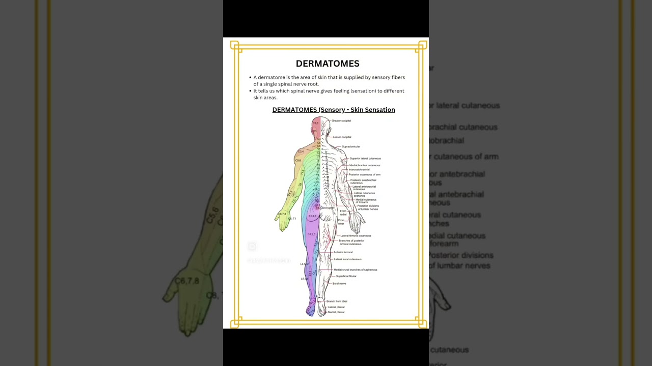 Myotomes and dermatomes ...🌟✨ 