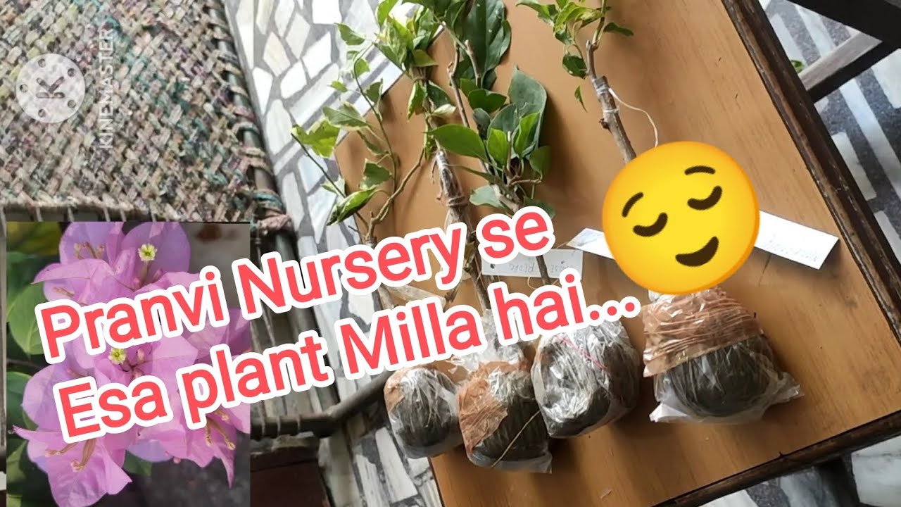Bougainvillea plant unboxing video 