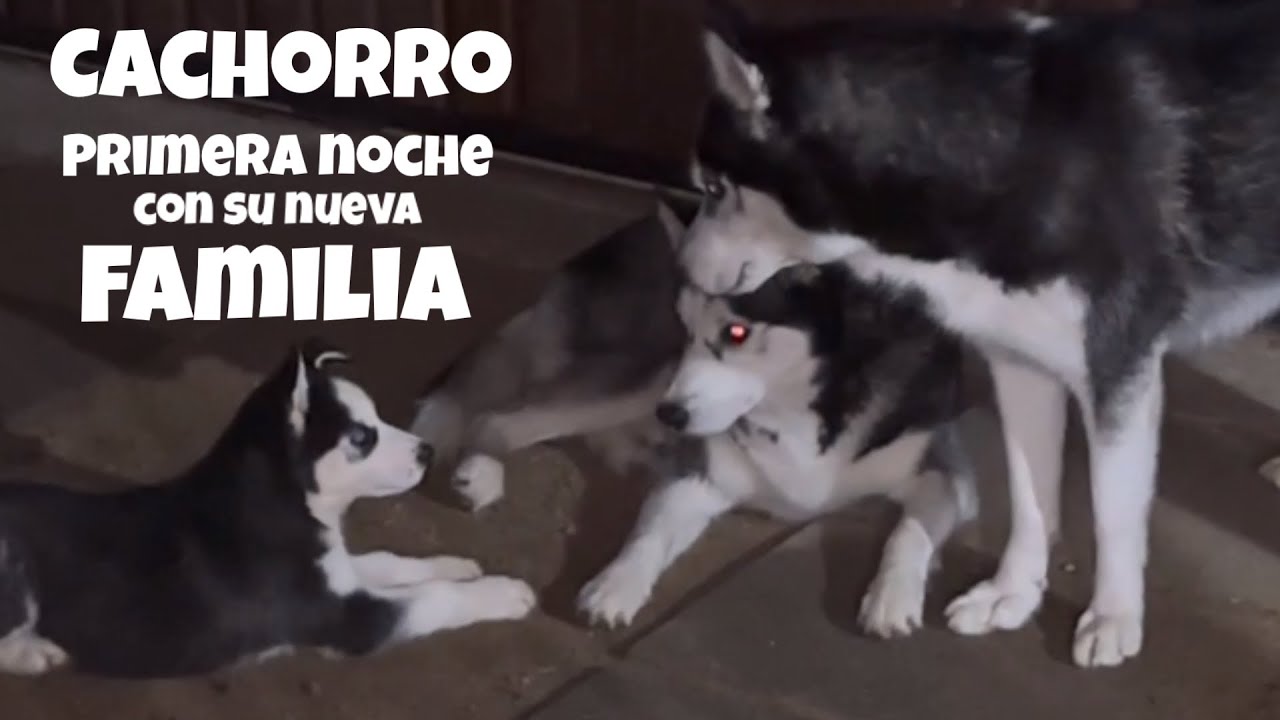 La primera noche de Cachorro Balto con su nueva familia husky ¡Te sorprenderás!