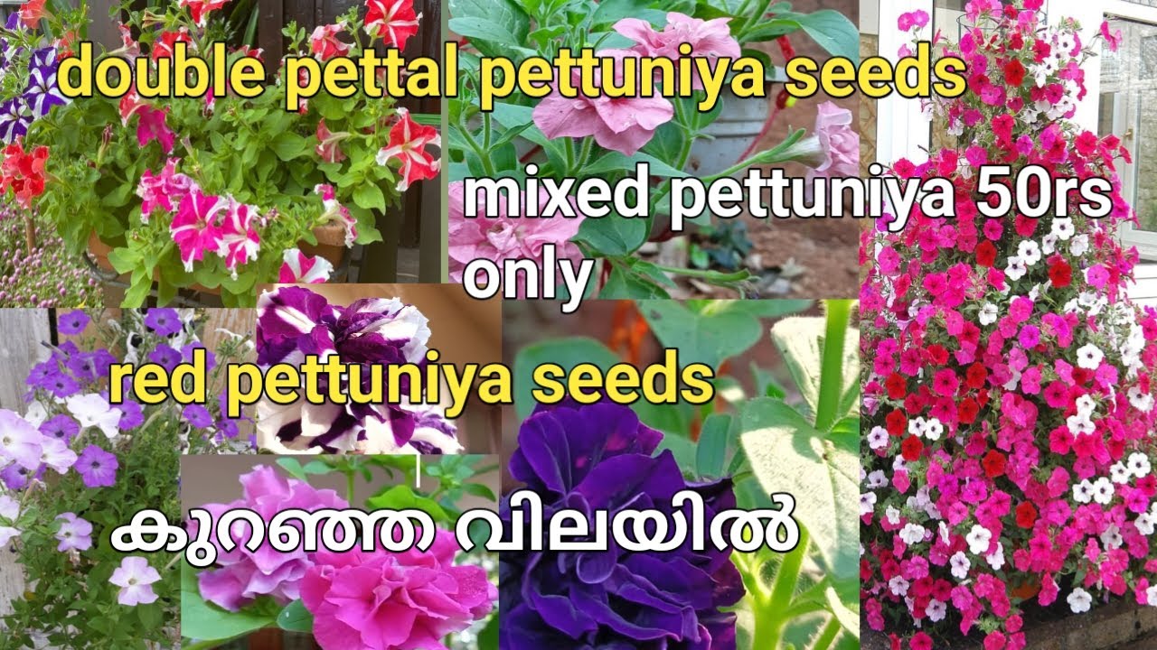 Pettuniya seeds കുറഞ്ഞ വിലയിൽ നിങ്ങൾക്ക് സ്വന്തമാക്കാം 
