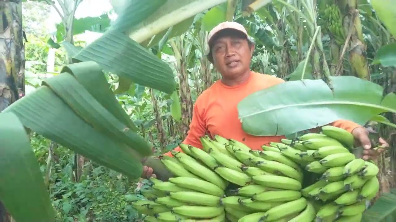 PANEN PERTAMA PISANG AMBON WARANGAN PETANI BLAMBANGAN