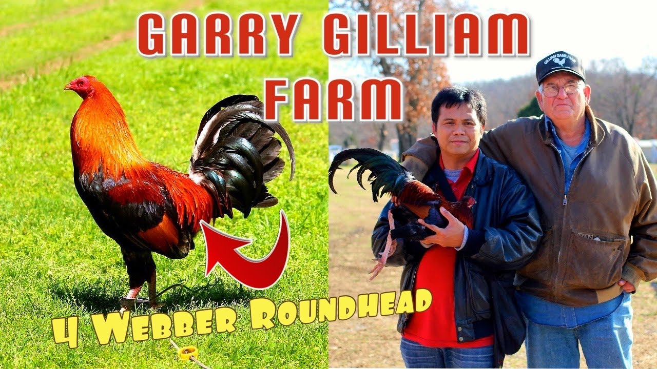 4 Webber Roundhead of Garry Gilliam in Oklahoma.
