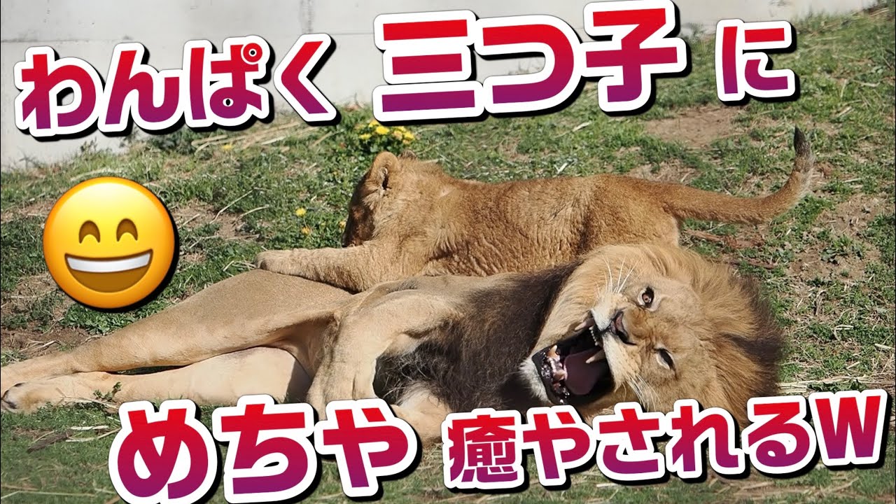 わんぱく三つ子にめちゃ癒されるＷ【お転婆ベガちゃん】 #のんほいパーク #三つ子 #ライオン #アース #旭山動物園 #桐生が岡動物園 #安佐動物園 #lion #動物 #動物園 