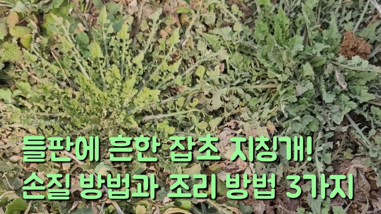 들판에 천지사방 널린 지칭개 맛있게 먹을수 있는 조리 방법 3가지와 손질 방법 채소값 비쌀때 활용해 보세요