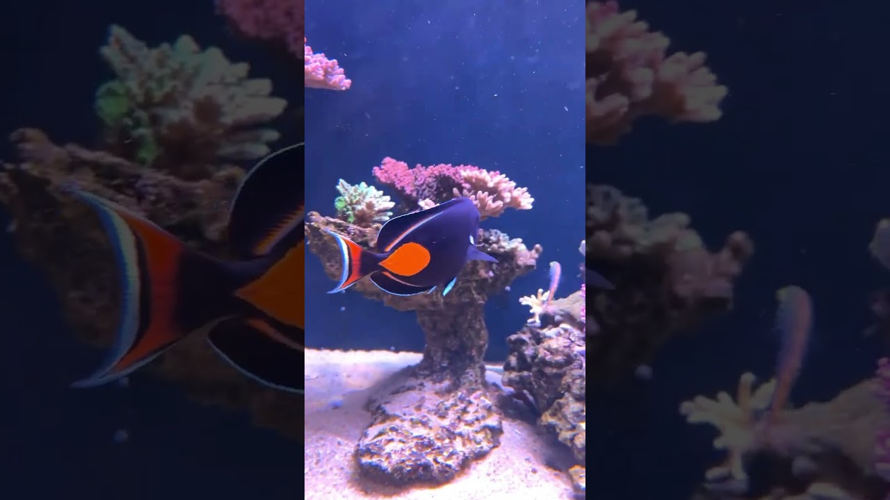 Achilles tang ❤️🤗 #aquarium #fishtank #saltwateraquarium #reeftank #marineaquarium #reef