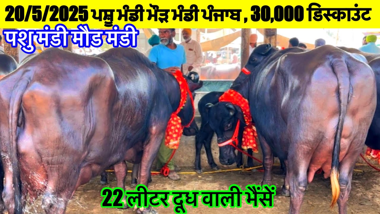 20/5/2025 ਪਸ਼ੂ ਮੰਡੀ ਮੌੜ ਵਿੱਚ ਮਿਲ ਰਹੀ 3 ਲੱਖ ਵਾਲੀ ਮੱਝ 2,70000 ਹਜ਼ਾਰ ਦੀ 22 ਲੀਟਰ ਦੁੱਧ पशु मंडी मौड मंडी