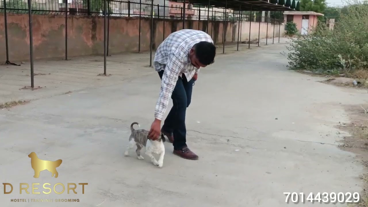 why training toy breed is important| toy breed dog training| Sitzu Puppy training