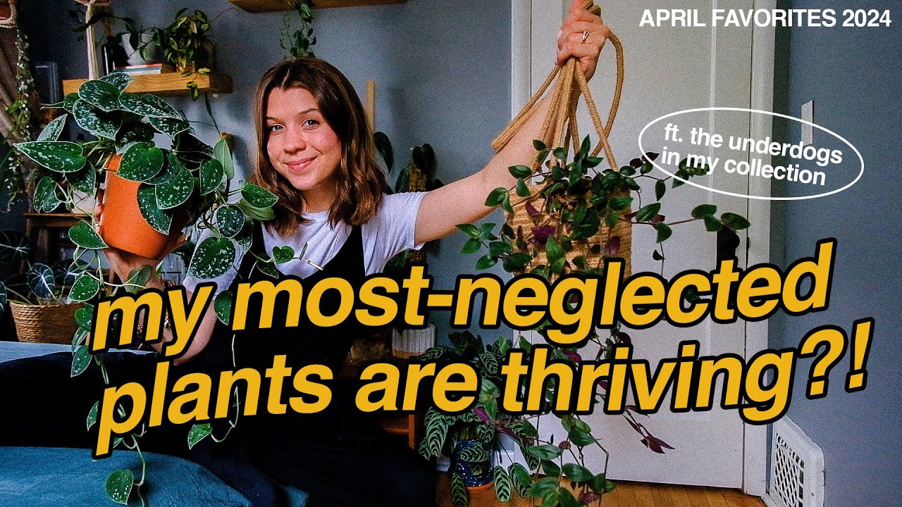 HOUSEPLANT FAVORITES | april 2024