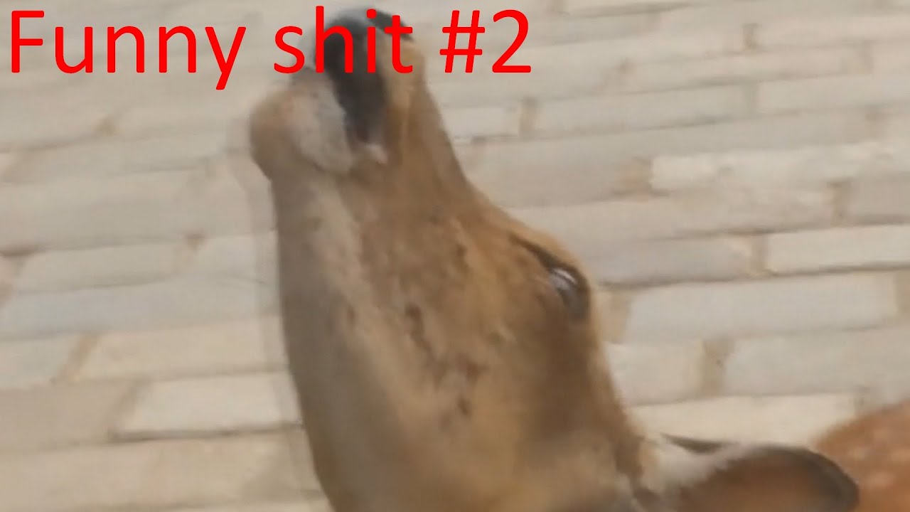 Funny shit 2